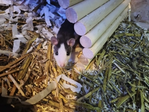 Ratten Jungtiere  Bild 2