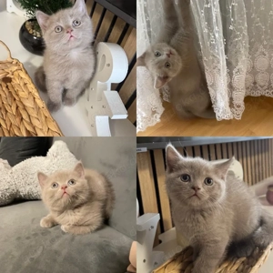 Britisch kurzhaar kitten 
