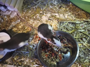 Ratten Jungtiere  Bild 3