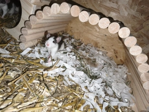 Ratten Jungtiere  Bild 4