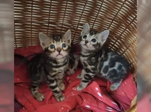 Premium Bengalkitten mit Stammbaum