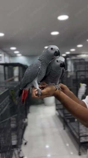 Graupapagei und Amazonen