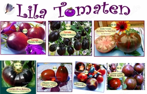   Lieblings Tomaten ! Alte Freiland Sorten,Gemüse Salat Samen Saatraritäten Tulpenstolz Bild 2