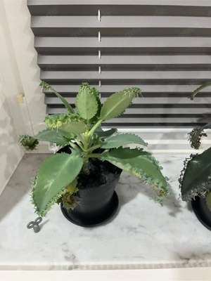 Goethepflanze 2 Stück Sukkulenten