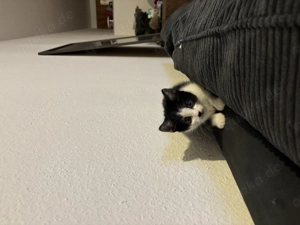 9 Wochen alte Kitten zu verkaufen 