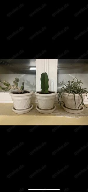 Kakteen im Keramiktopf creme