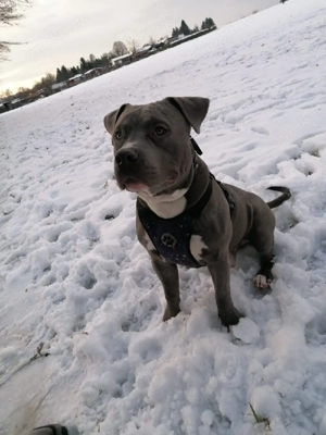 Bully Mix Rüde Sucht Liebevolles Zuhause 