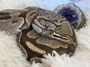 0.1 Königspython (Yellowbelly)   Proven Breeder, frisst Frost & super händelbar