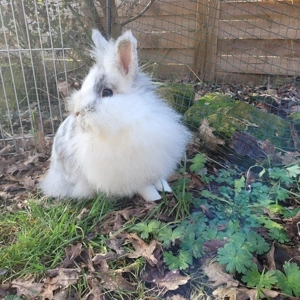 Ältere Löwenköpfchen Häsin sucht Zuhause-geimpft