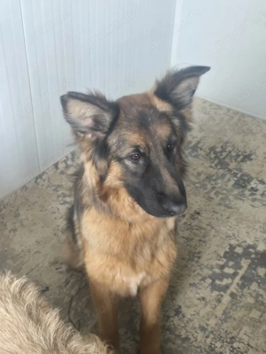 Wir sind der Traum eines Schäferhund Kenner  Bild 5