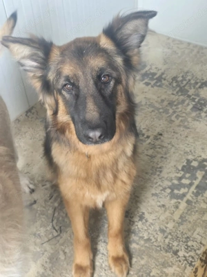 Wir sind der Traum eines Schäferhund Kenner  Bild 4