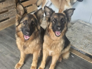 Wir sind der Traum eines Schäferhund Kenner 