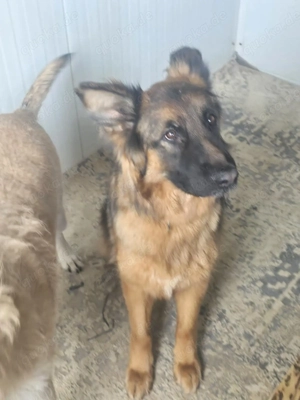 Wir sind der Traum eines Schäferhund Kenner  Bild 6