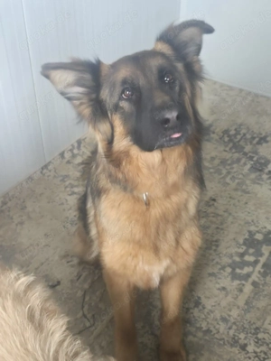 Wir sind der Traum eines Schäferhund Kenner  Bild 8