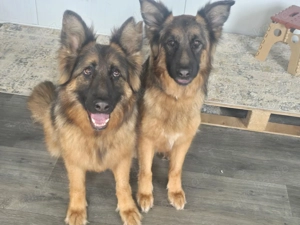 Wir sind der Traum eines Schäferhund Kenner  Bild 9