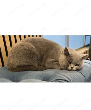 BKH Kater und Katze reinrassig