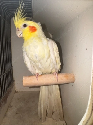 lutino Nymphensittichhahn