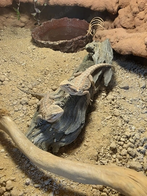 Bartagame Pogona Henrylawsoni Zwergbartagame