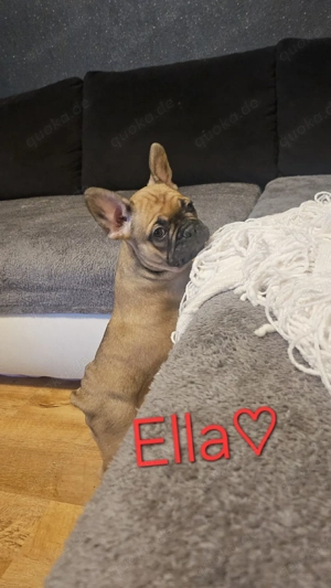 2 von 7 Franz.Bulldogge