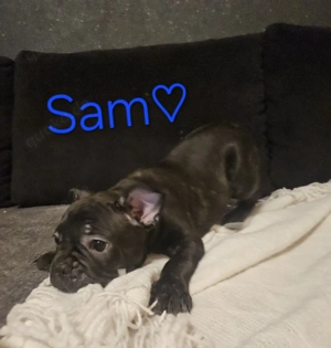 1 Franz.Bulldogge Welpe