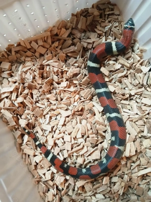 0.1 Xenodon Pulcher Weibchen 25 Dreifarbige Hakennasennatter 