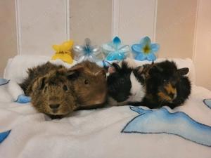 Junge Meerschweinchen Böckchen