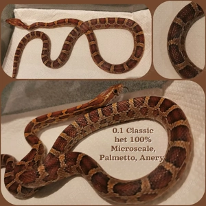 0.1 Classic het 100% Microscale, Palmetto, Anery von 2024