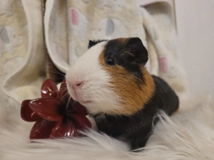 Meerschweinchen Böckchen Glatthaar 4 Monate