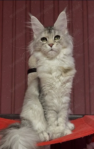 Verfügbare Maine Coon