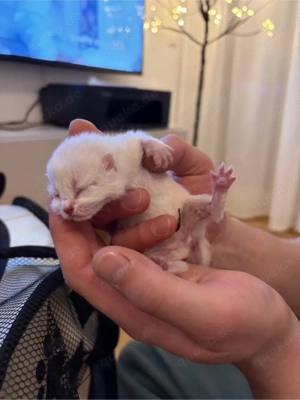 BKH Kitten Neugeboren 