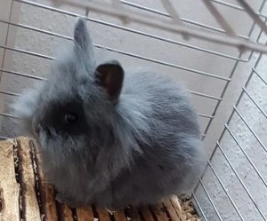 reinrassige löwenkopf teddyzwergkaninchen