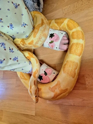 0.1 Lipstick Sunglow Boa c. imperator