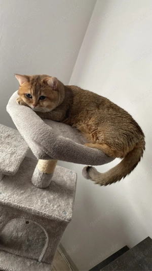 Deckkater BKH 1 Jahr alt Golden  Shaded Bild 3