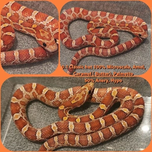 0.1 Classic het 100% Microscale, Amel, Caramel ( Butter), Palmetto 50% Anery, Hypo von 2025