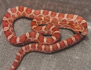 0.1 Classic het 100% Microscale, Amel, Caramel ( Butter), Palmetto 50% Anery, Hypo von 2025 Bild 5