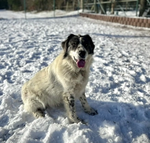 Dankbare Hedwig sucht ihr Für-immer-Zuhause