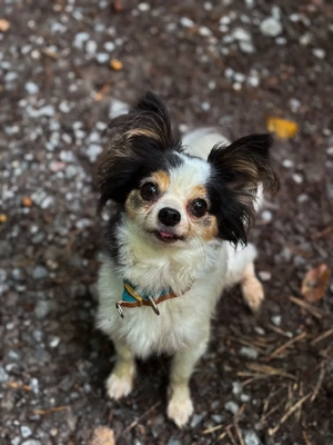 clara (1) und Gino (4,5)