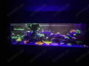 Meerwasser Auflösung Korallen Technik Aquarium  