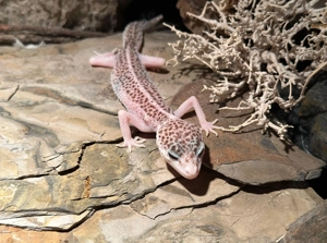 Leopardgecko Weibchen Super Galaxy Pied