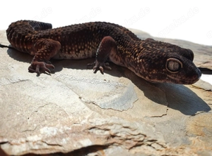 Leopardgecko Black Night Männchen 