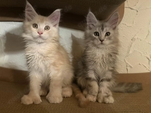 Typvolle Maine-Coon-Kitten mit Papieren
