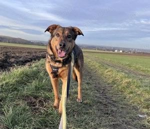 Sanfte Seele Jessy sucht ihr Für-immer-Zuhause