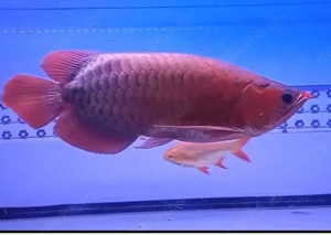 Red Arowana Fish (Scleropages formosus)   Premium ornamental fish