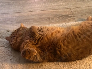    Liebevolle BKH-Katze sucht dringend Einzelplatz   