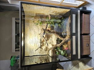 Suche Leopardgeckos 4x weiblich