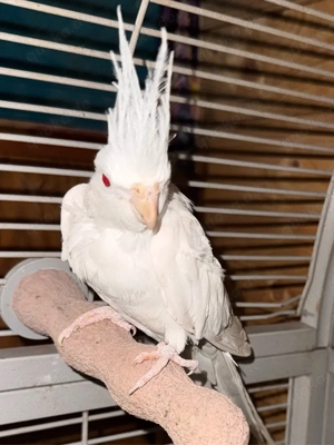 Nymphensittich Pärchen