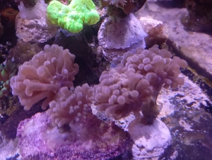 Euphyllia in rosa und grün 