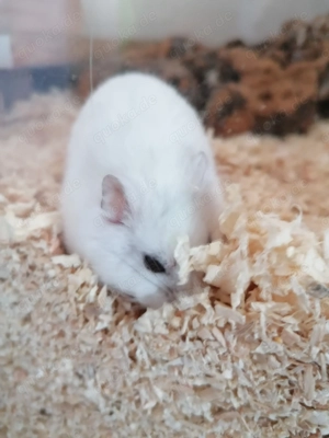 Dsungarischer Zwerghamster 