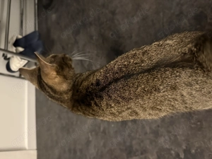 Weibliche Katze abzugeben inklusive Zubehör 