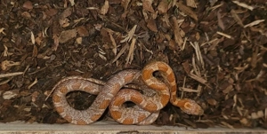 kornnatter männlich juni 2025